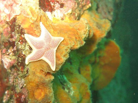 Escuela de Buceo Facultad de Ciencias del Mar UCN